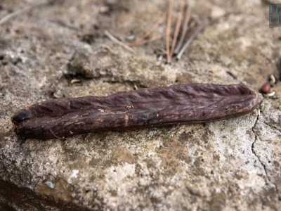 ...sono baccelli allungati e leggermente curvi di colore marrone scuro